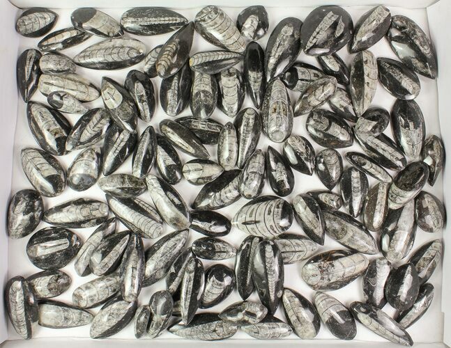 Lot: Polished Orthoceras Fossils Assorted Sizes - Pieces #77277